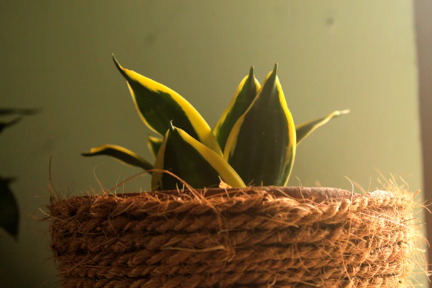 Close-up of lush, vibrant sansevieria leaves bathed in soft natural light, highlighting their texture and elegance.