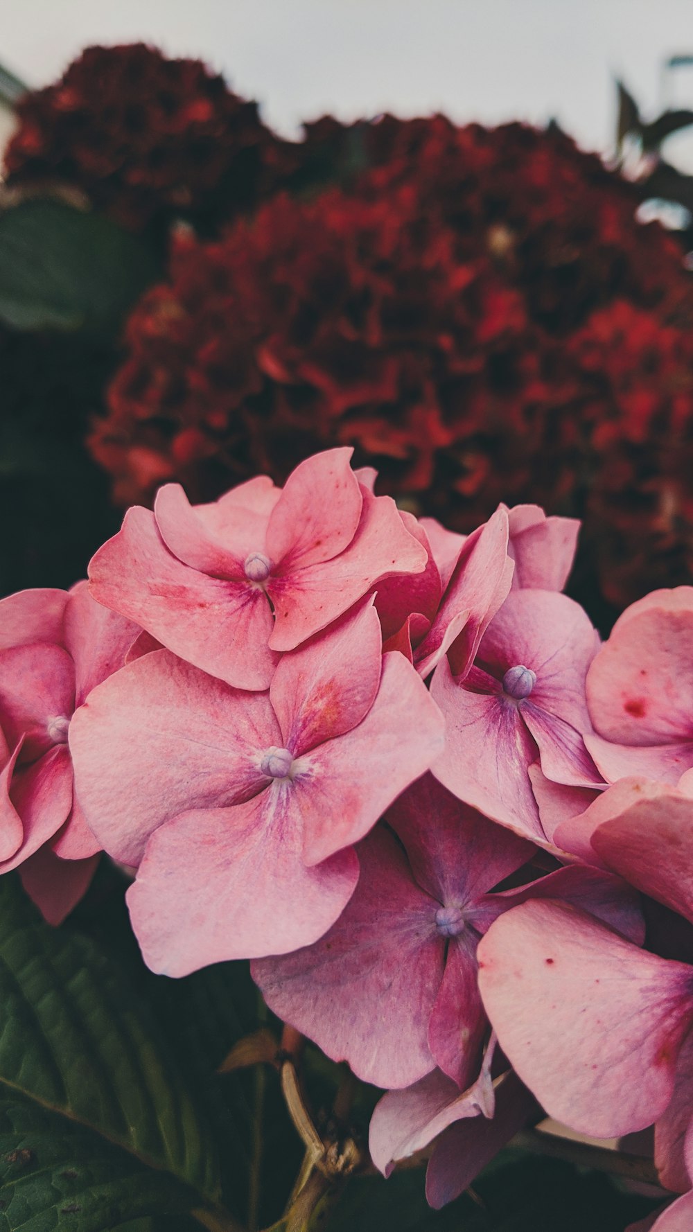 pink and red flowers