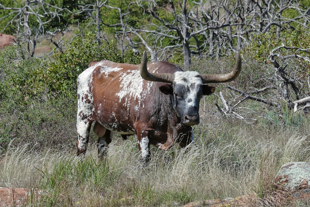 brown and white cow during daytime
