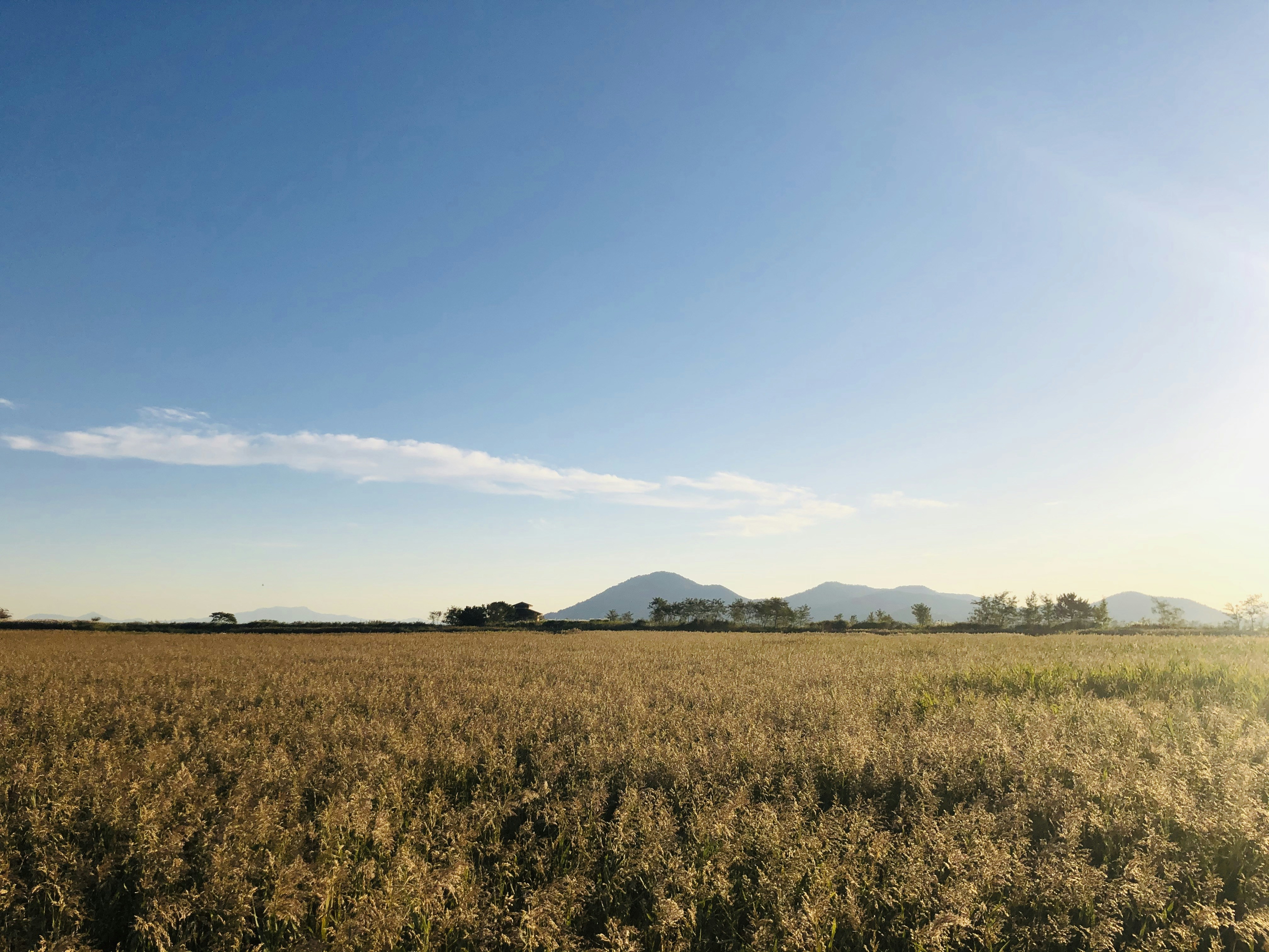 Photo by birdmee_pic