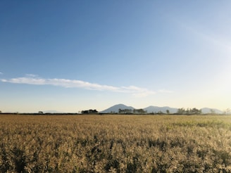 A panoramic view of a Canadian grain farm under a clear blue sky, illustrating the source of our products.