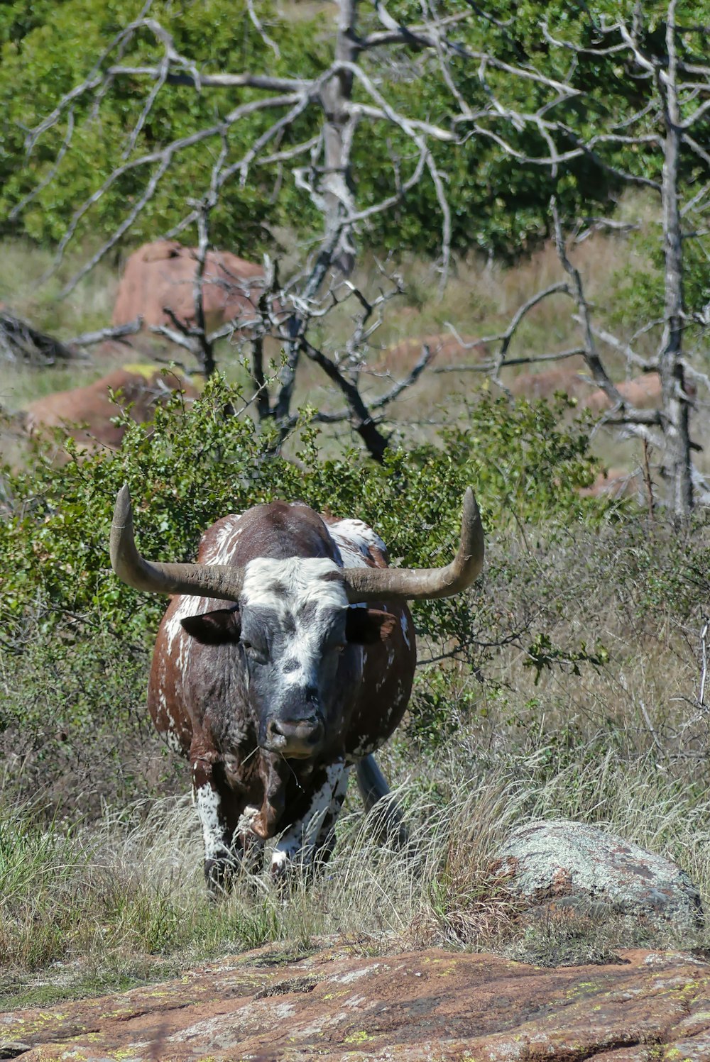 black and white bull