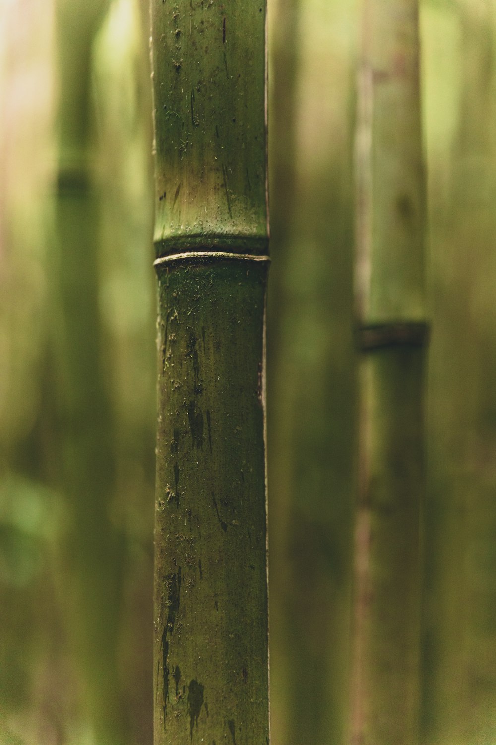 green bamboo tree