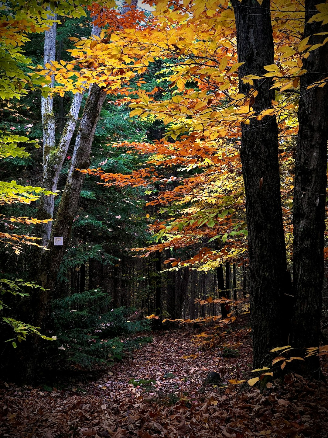 Northern hardwood forest photo spot Montfort Canada