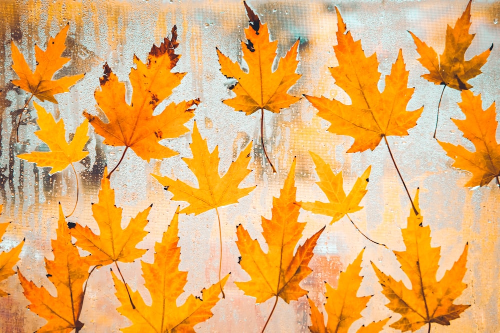 yellow maple leaves