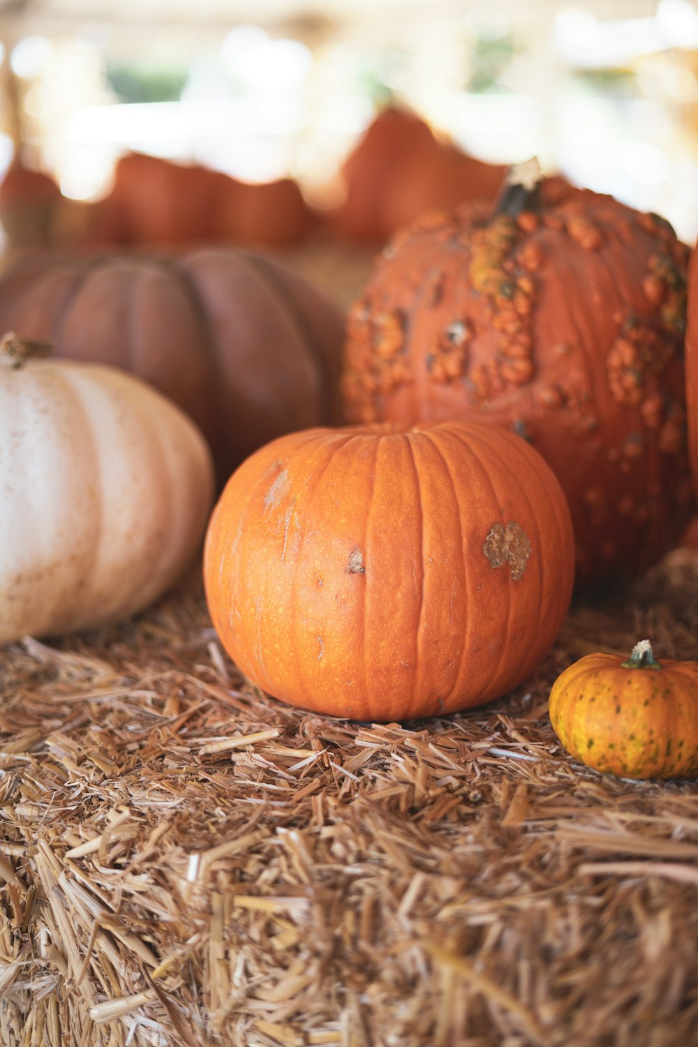 assorted pumpkins on hay