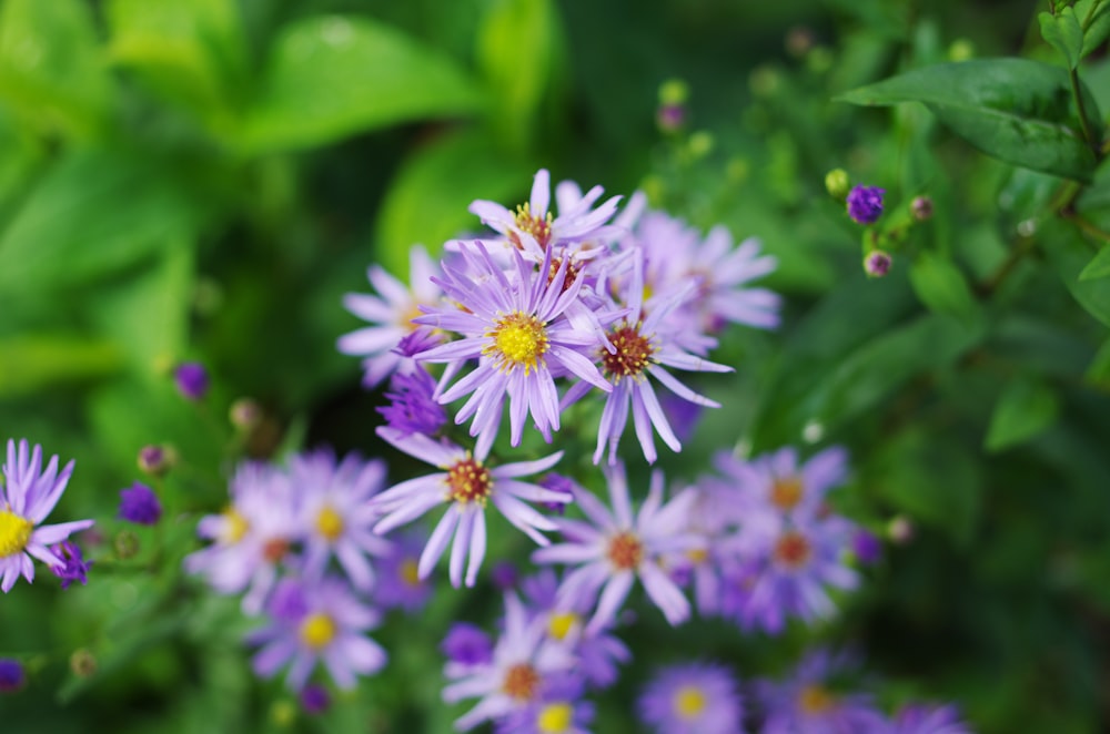 purple-and-white petaled flowers