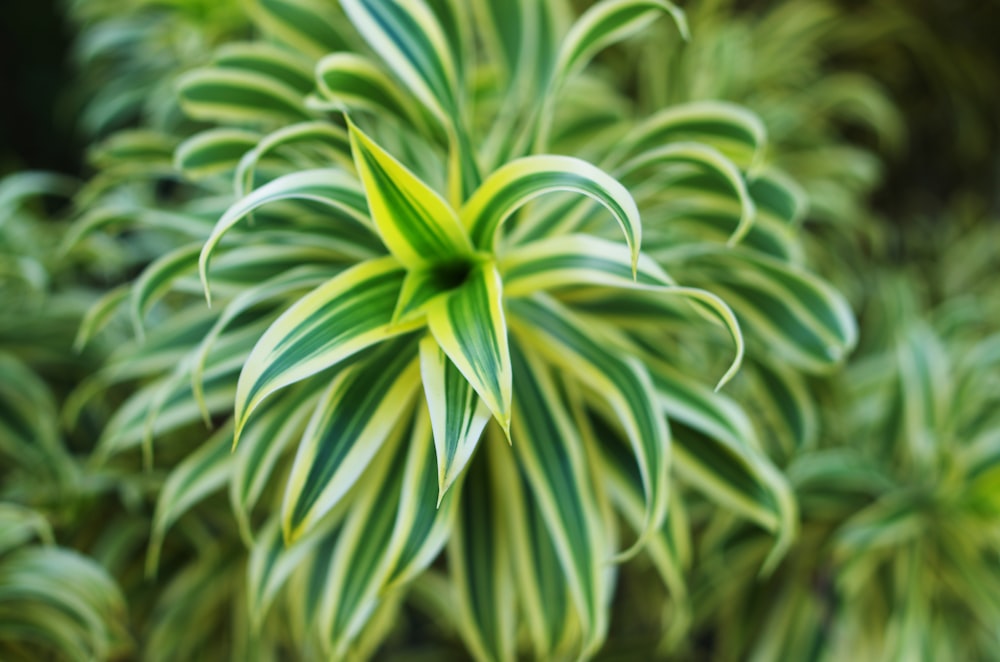 green-leafed plant