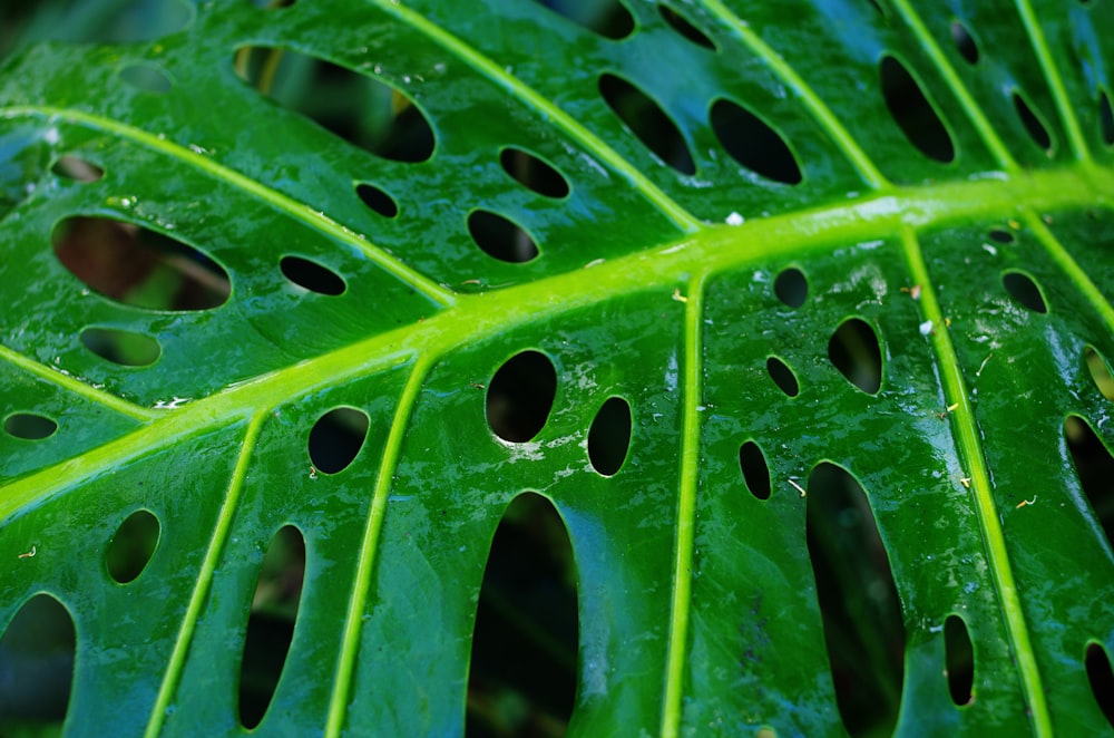 green leafed plants