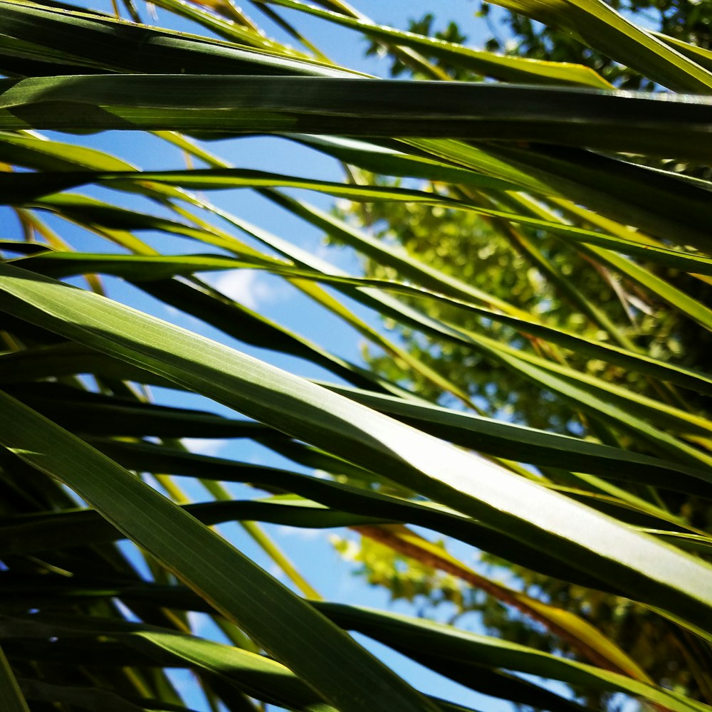 shallow focus photo of green leaves