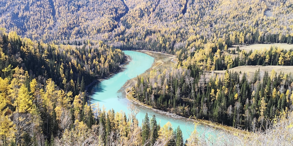 aerial photography of river surrounded with tall and green trees during daytime