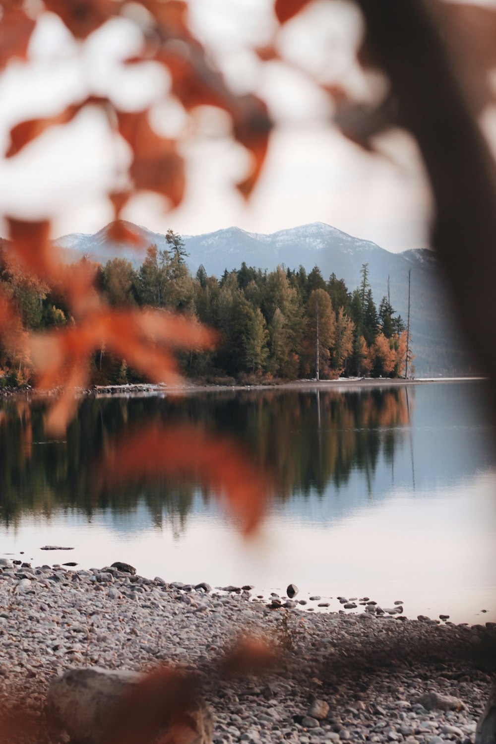 green trees near body of water