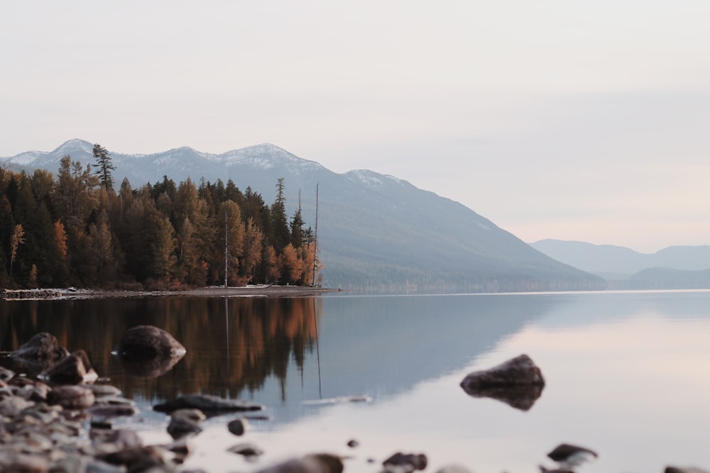 calm body of water near trees