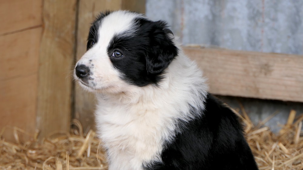 long-coated white and black puppy