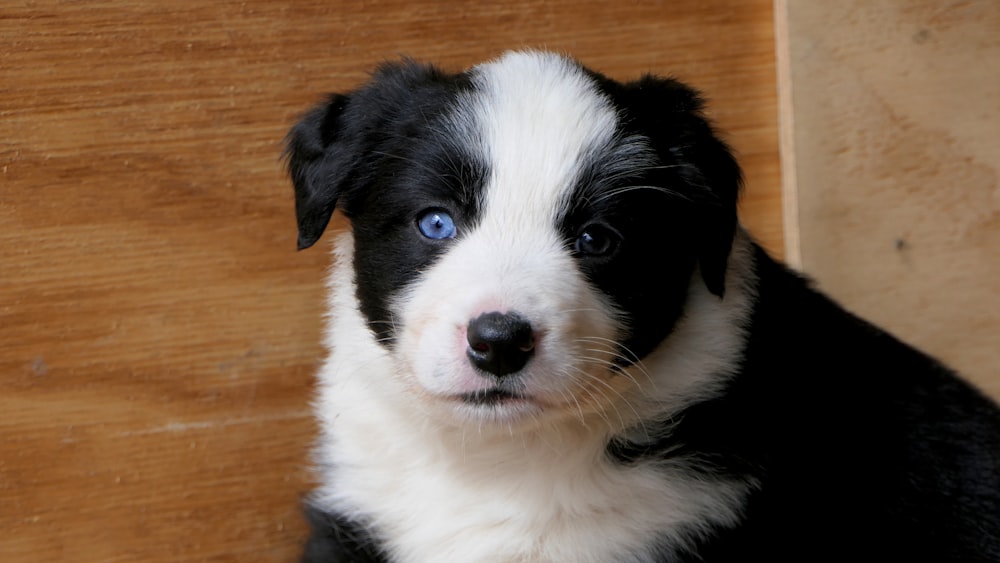 short-coated black and white puppy beside wall