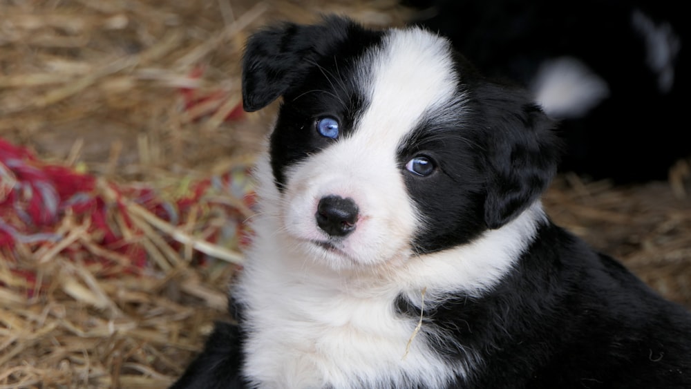 foto de enfoque superficial de cachorro blanco y negro de pelaje largo