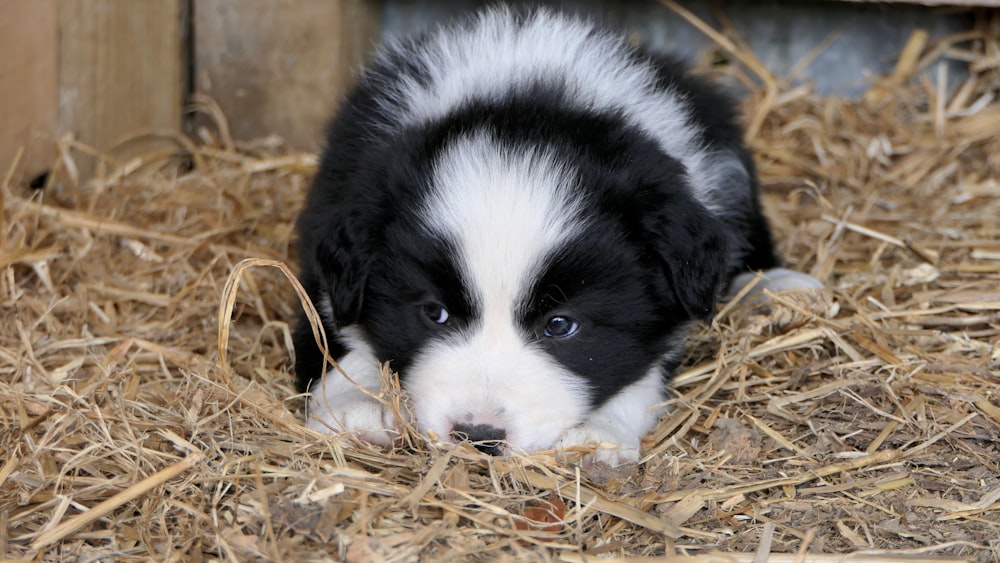 puppy lying on brown hay
