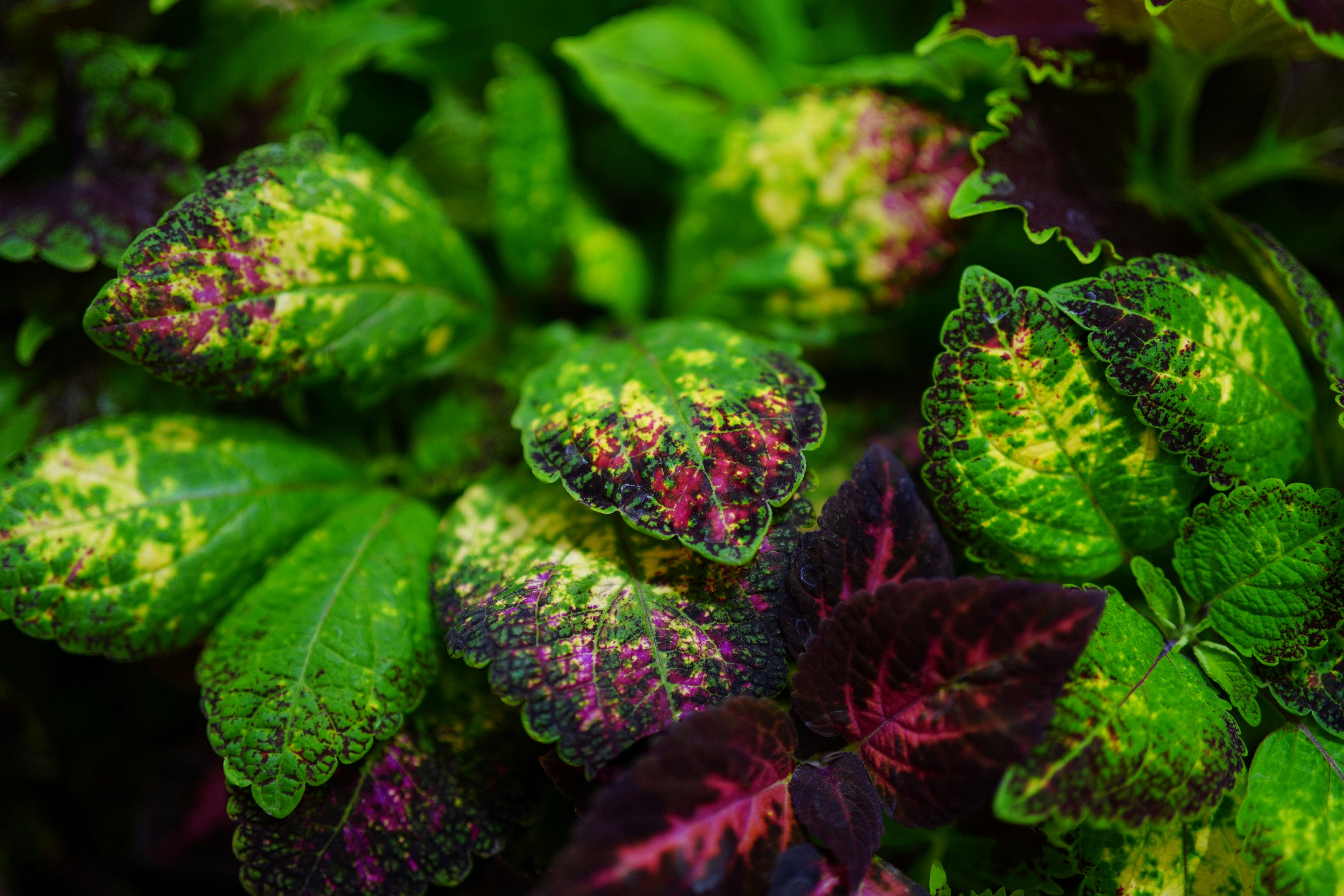 purple-and-green-leafed plant macro photography