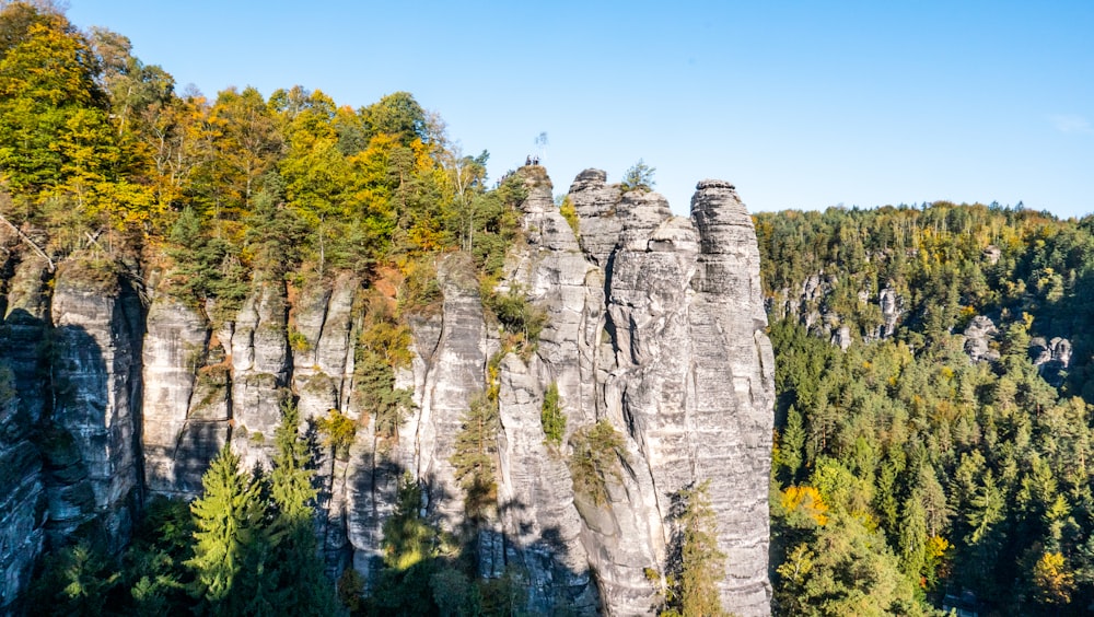 green trees on mountain