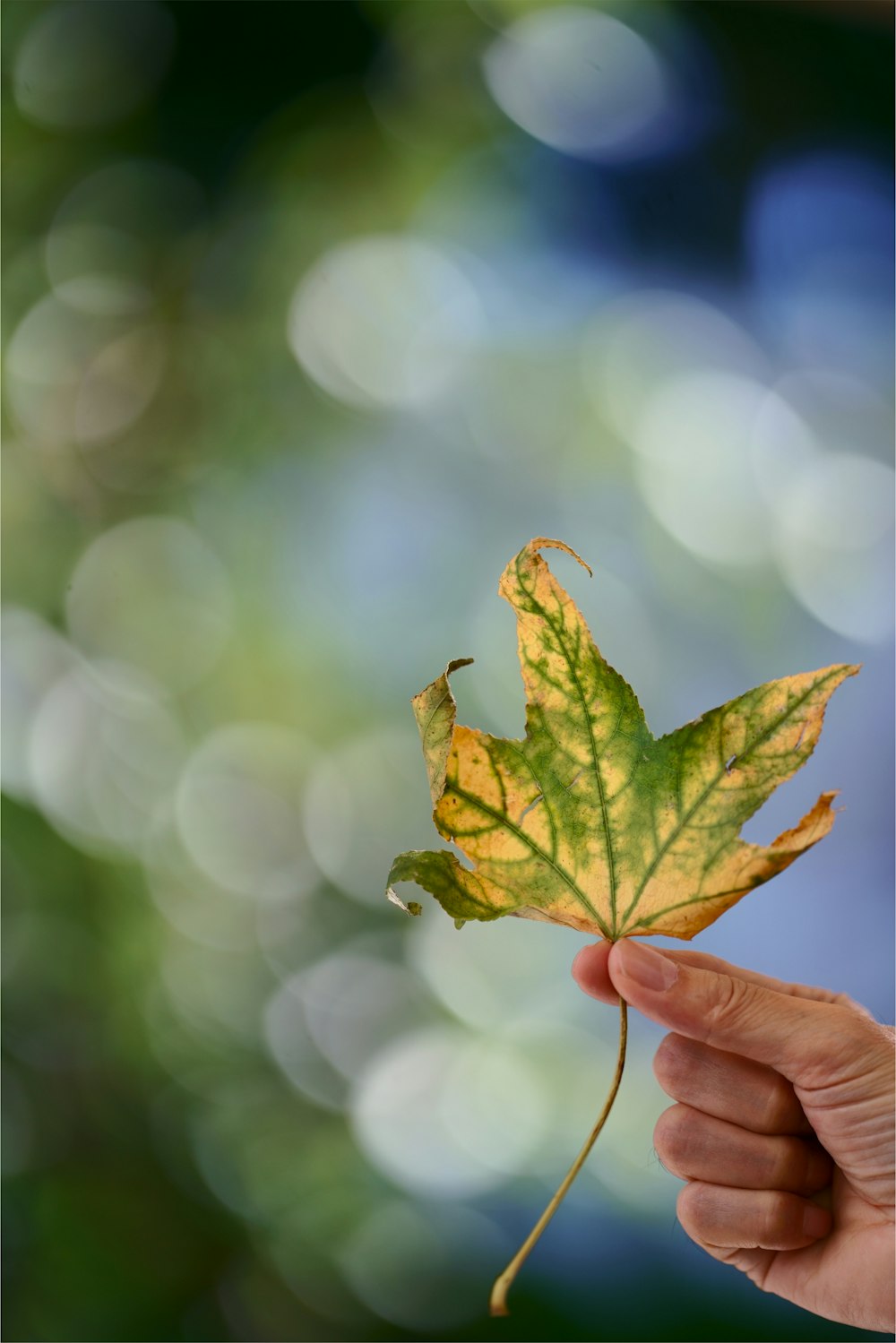 green leaf in selective-focus photography