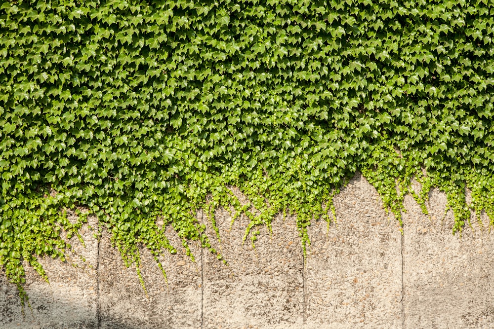 green-leafed plant