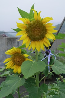 Two vibrant sunflowers with large green leaves are prominently featured. The larger sunflower stands upright, displaying bright yellow petals and a textured brown seed head. The background shows a soft-focus outdoor setting with muted tones.