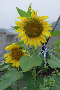 Two vibrant sunflowers with large green leaves are prominently featured. The larger sunflower stands upright, displaying bright yellow petals and a textured brown seed head. The background shows a soft-focus outdoor setting with muted tones.