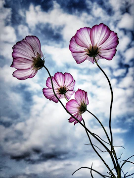 purple-petaled flower