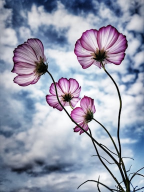 backgrounds for photo composition,how to photograph a beautiful cosmos flowers against sky!; purple-petaled flower