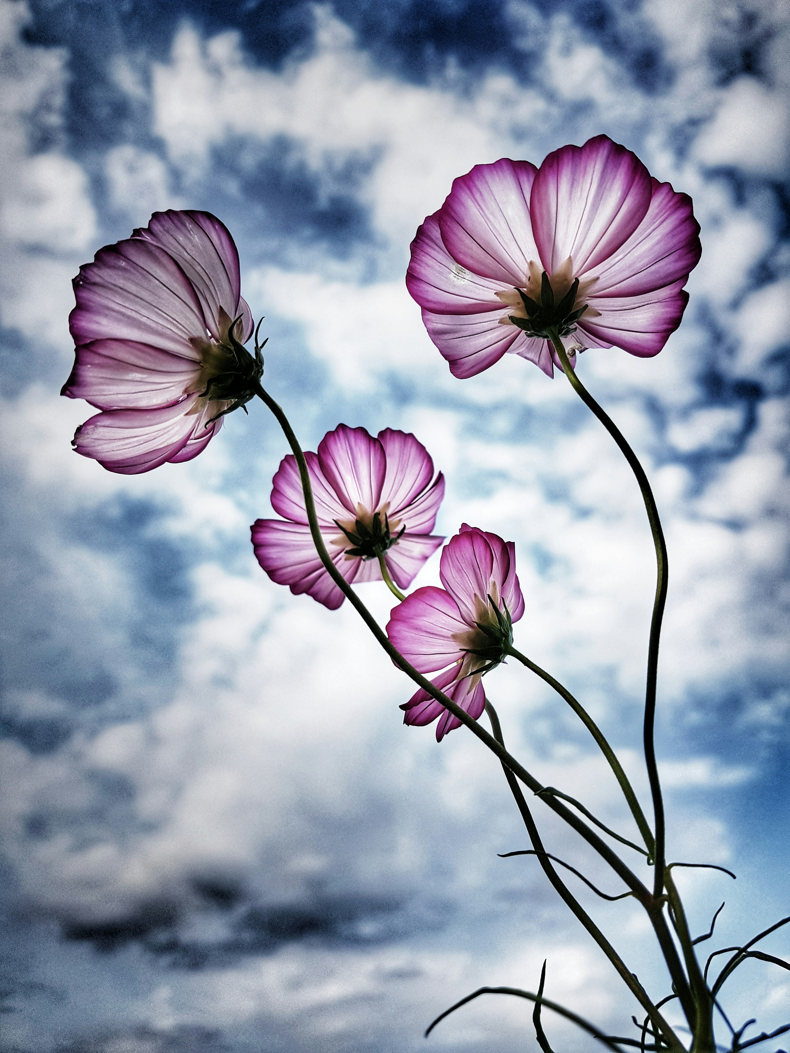 great photo recipe,how to photograph a beautiful cosmos flowers against sky!; purple-petaled flower