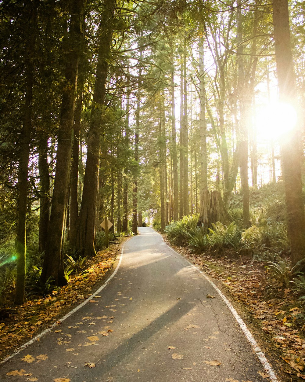 grey concrete road between trees during daytime