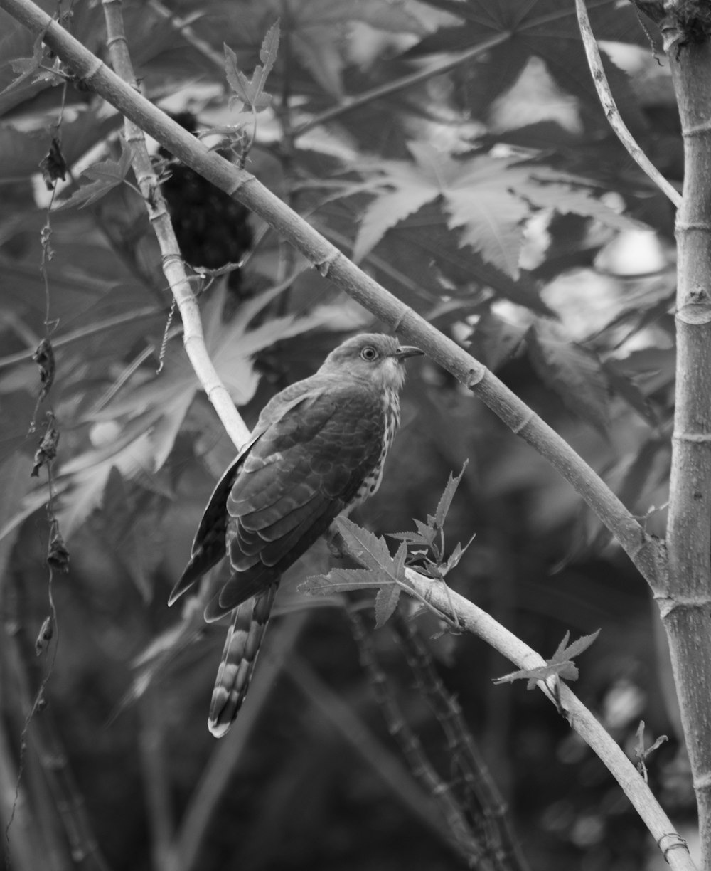 bird on tree