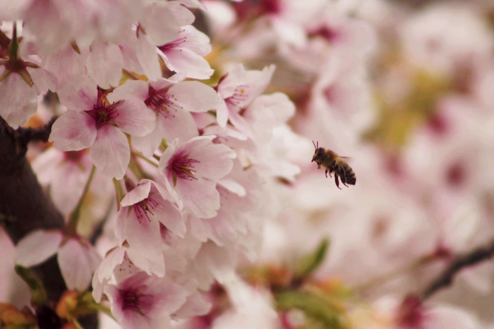 white and pink petaled flowers close-up photography