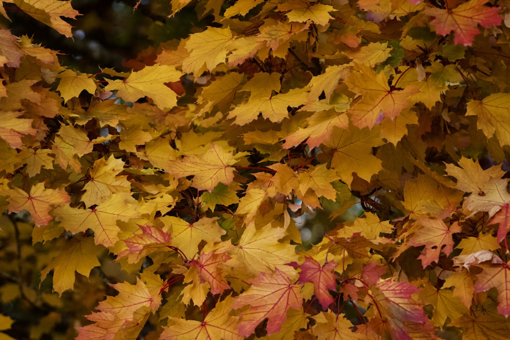 brown and red maple leaves close-up photography