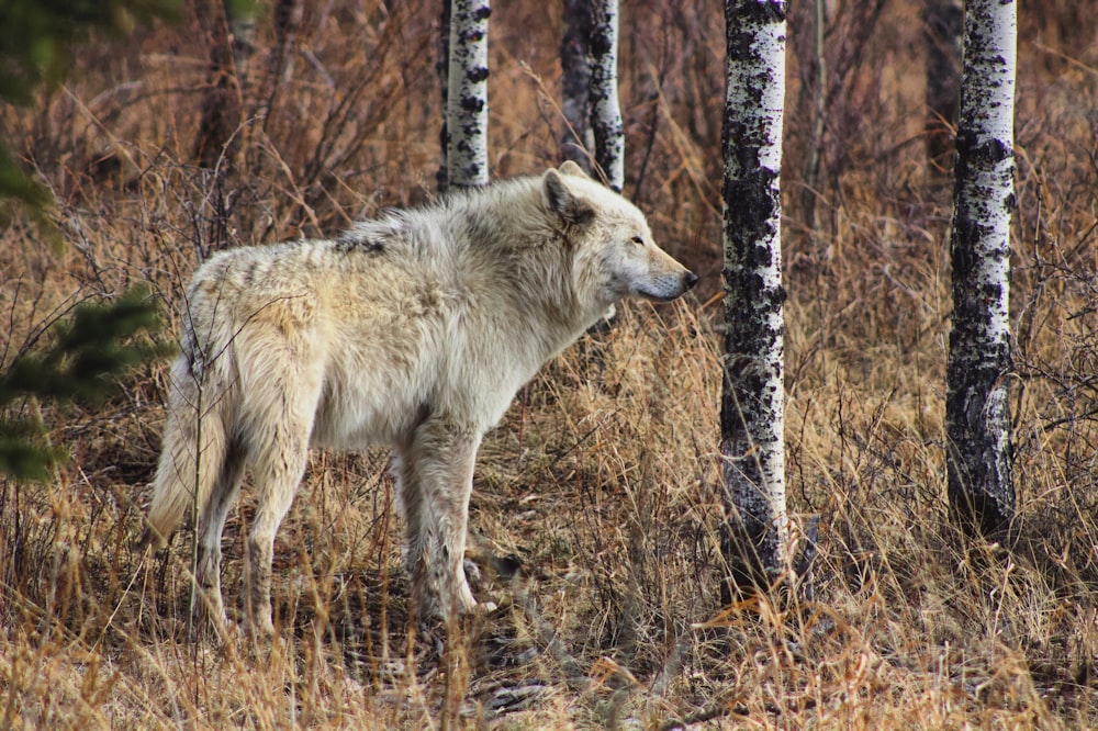 white wolf near trees