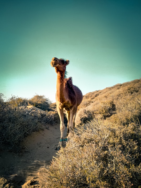 camel walking beside plants in Essaouira Province Morocco