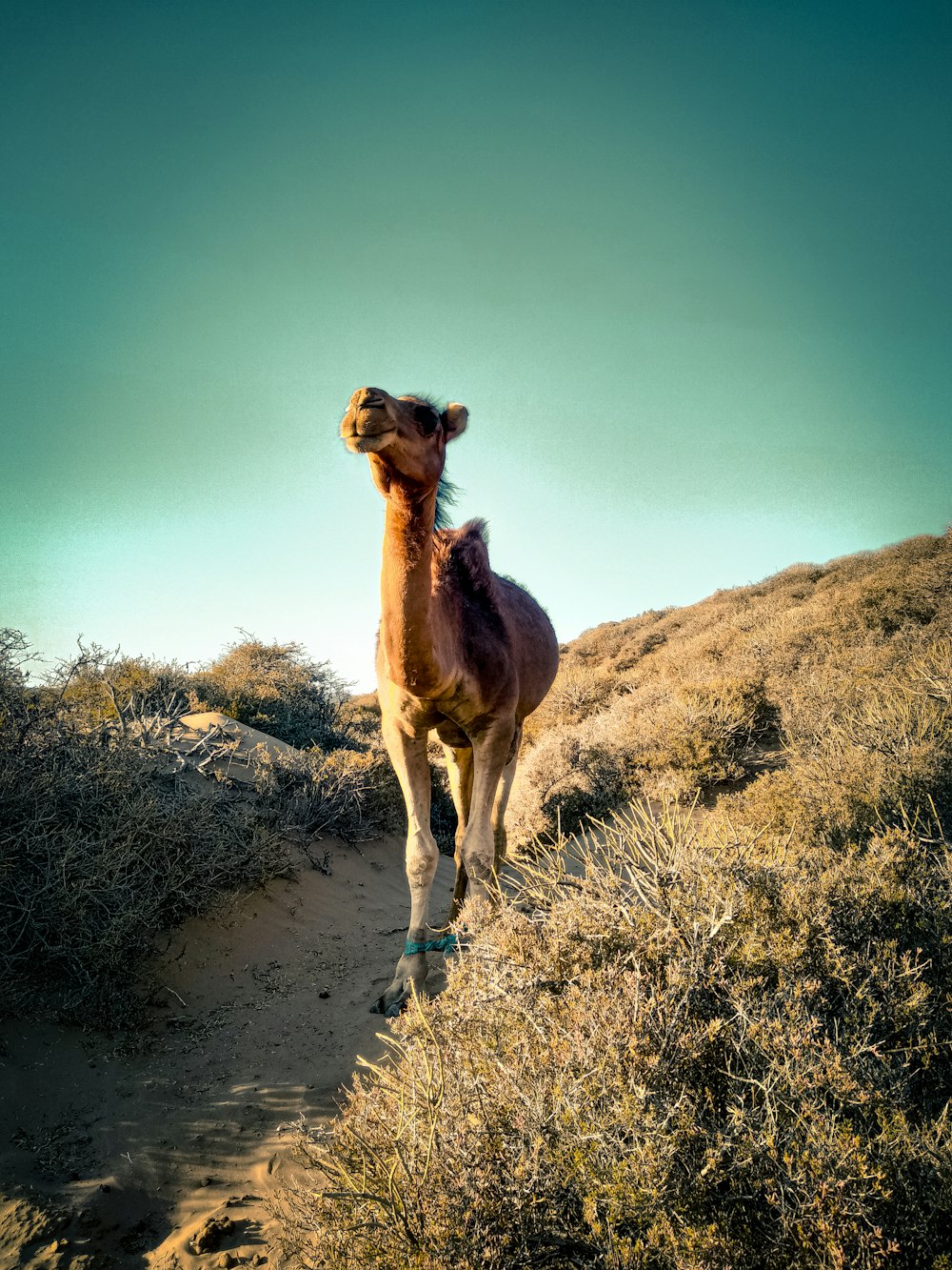 camel walking beside plants