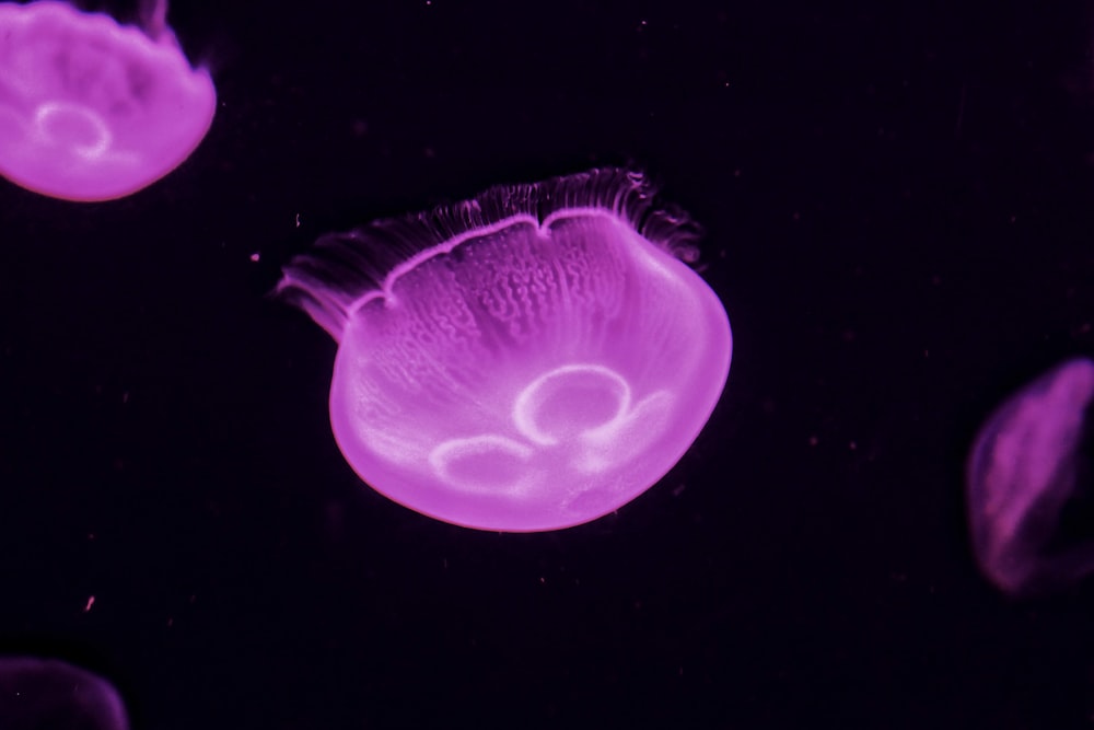 jellyfish underwater