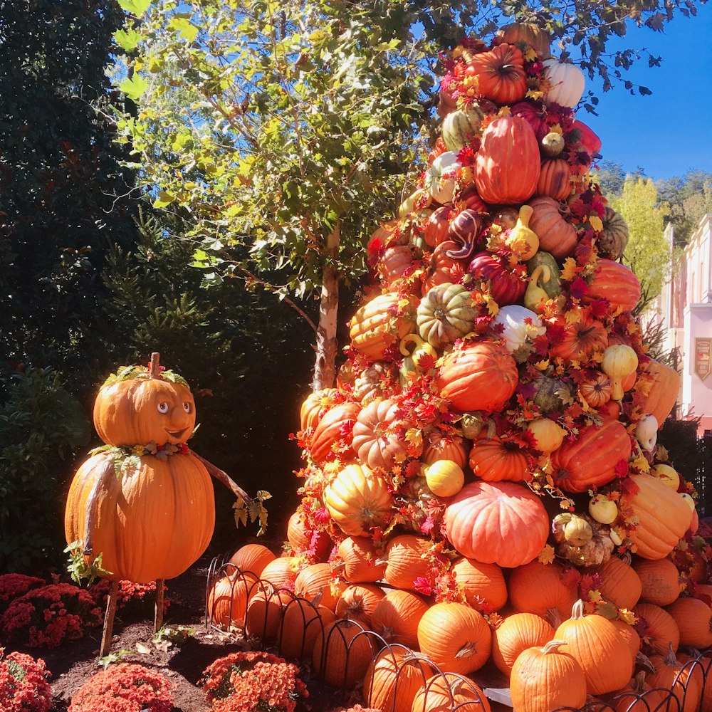 orange pumpkins