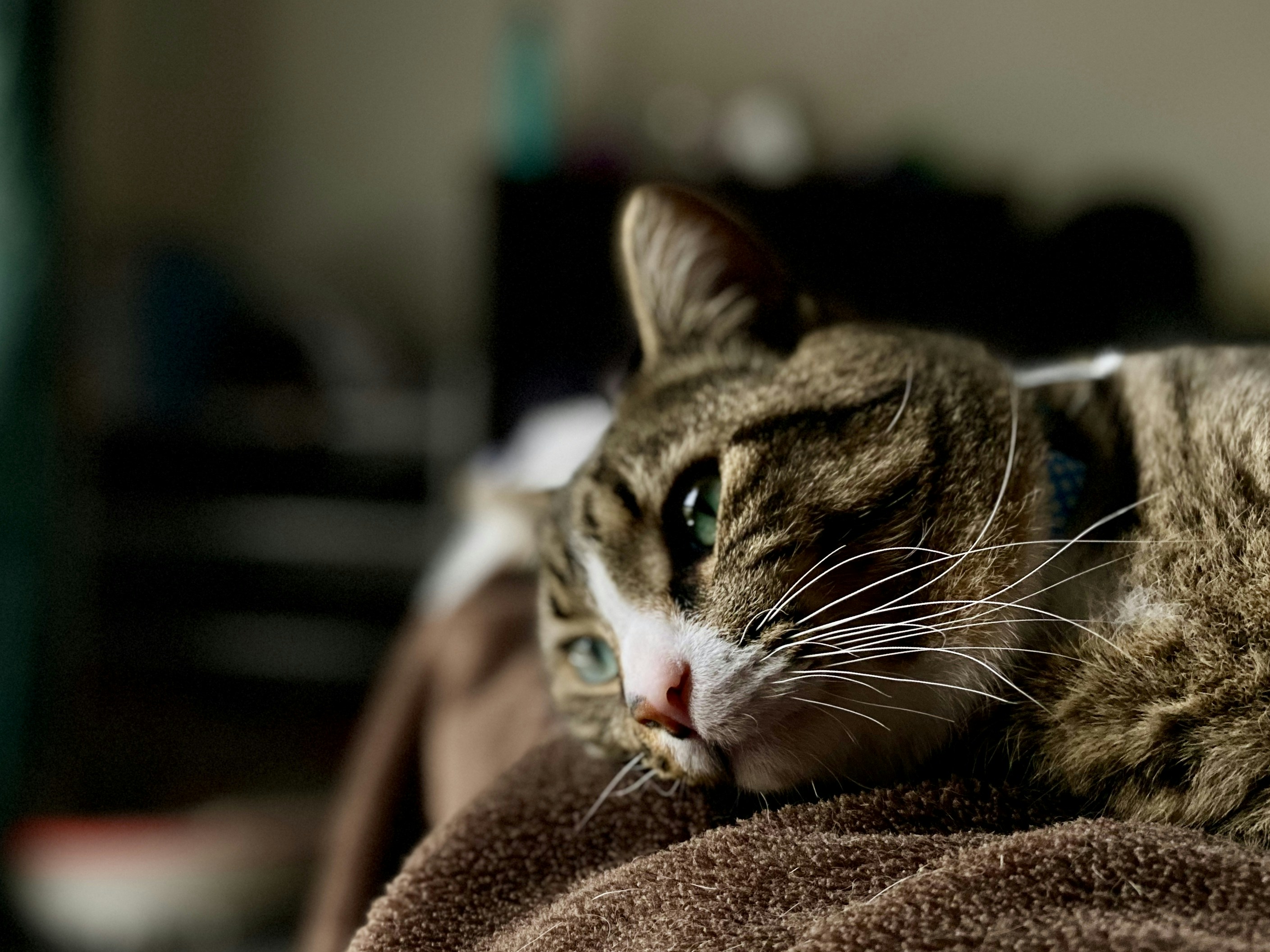 Understanding a Cat’s Emotional Wounds (image credits: unsplash)