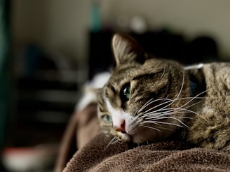 sad cat looking into the distance