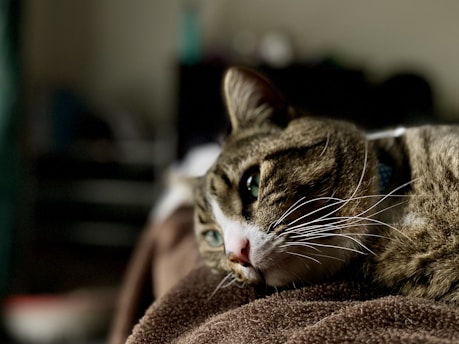 sad cat looking into the distance