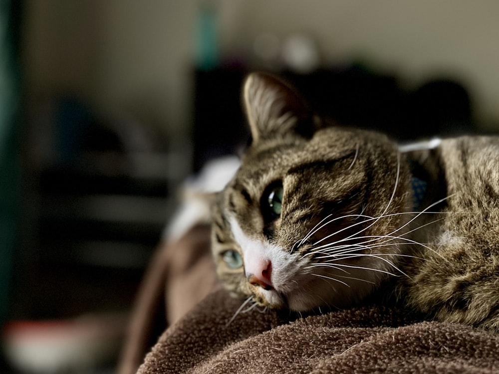 close-up photography of brown and white cat