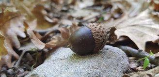 A small acorn resting on fertile soil, ready to grow.