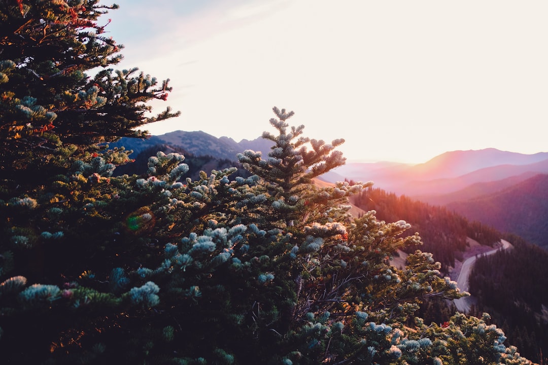 photo of green pine trees