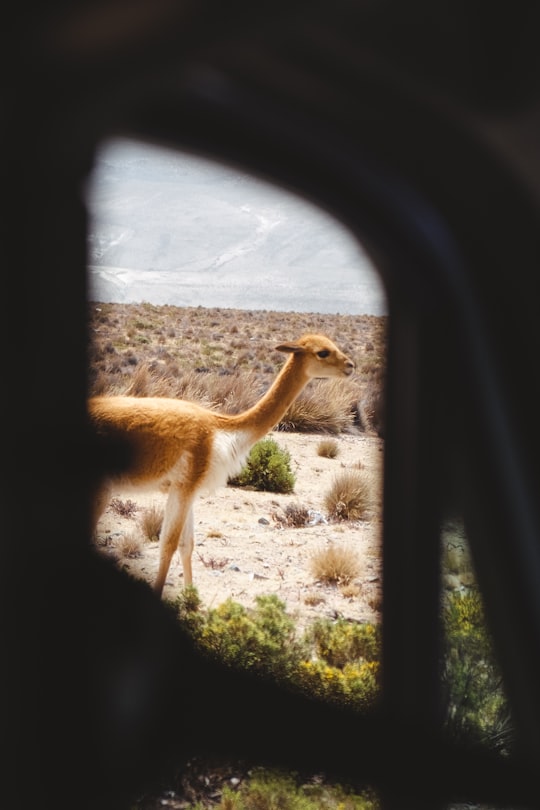 brown and white animal in Colca Peru