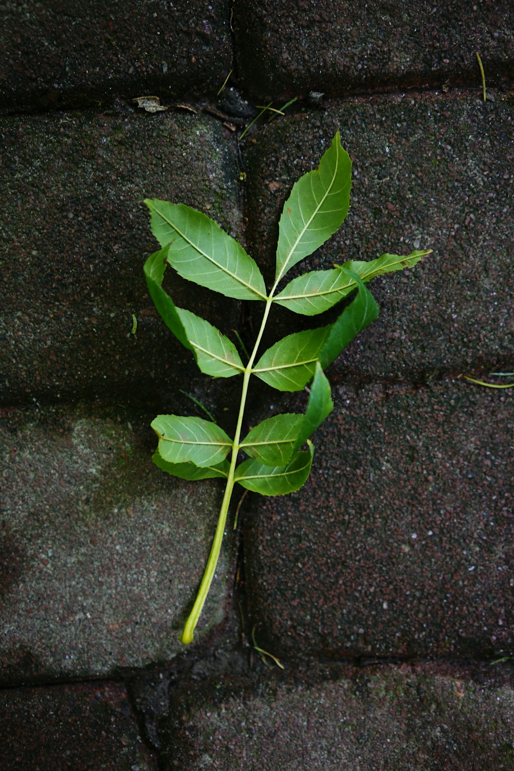 green leaves