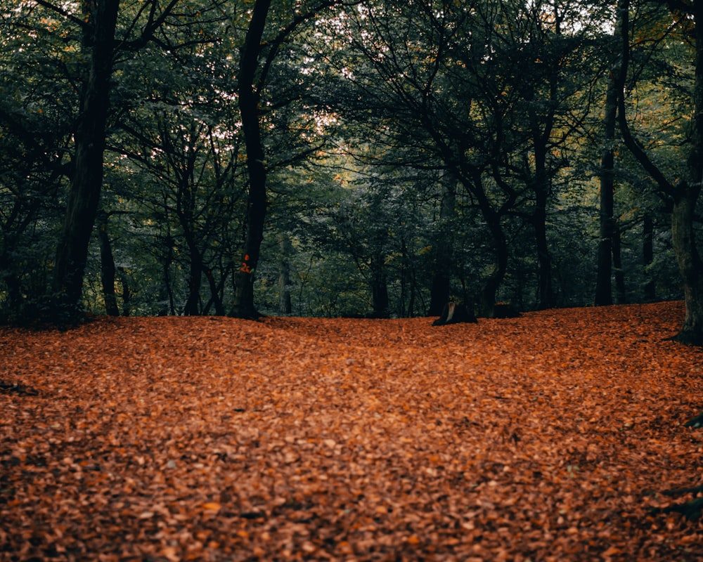 green-leaved trees