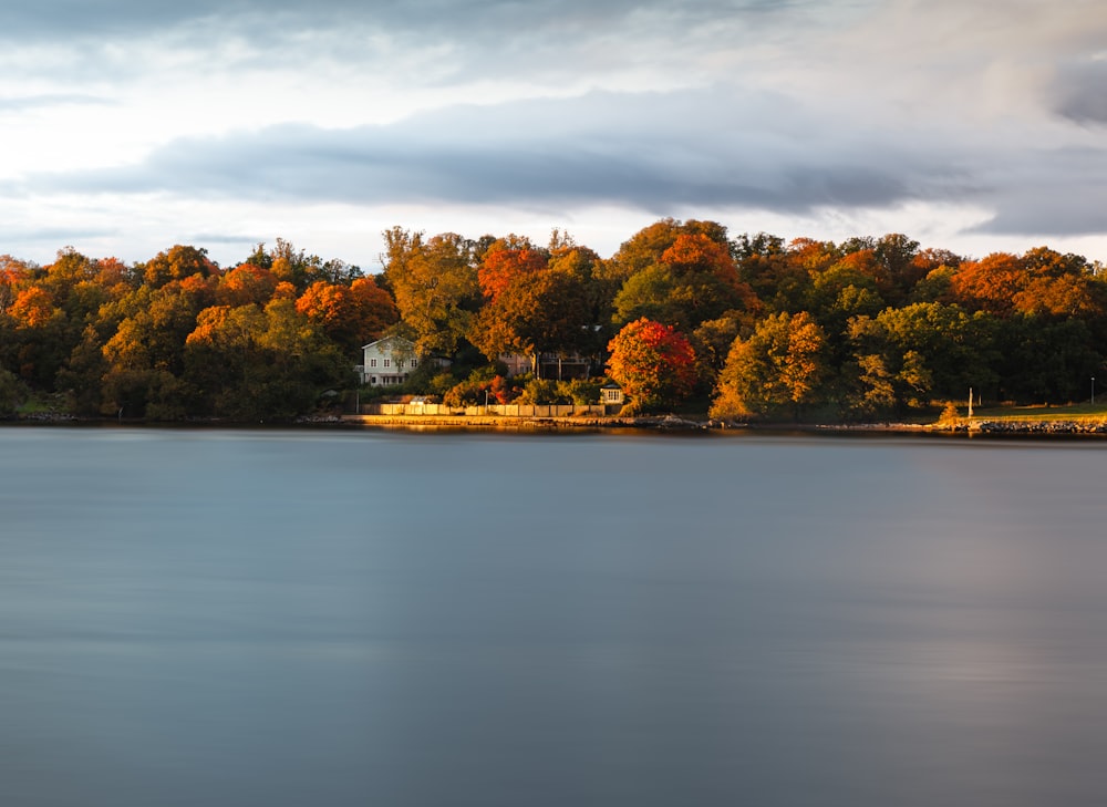 body of water across trees during daytime