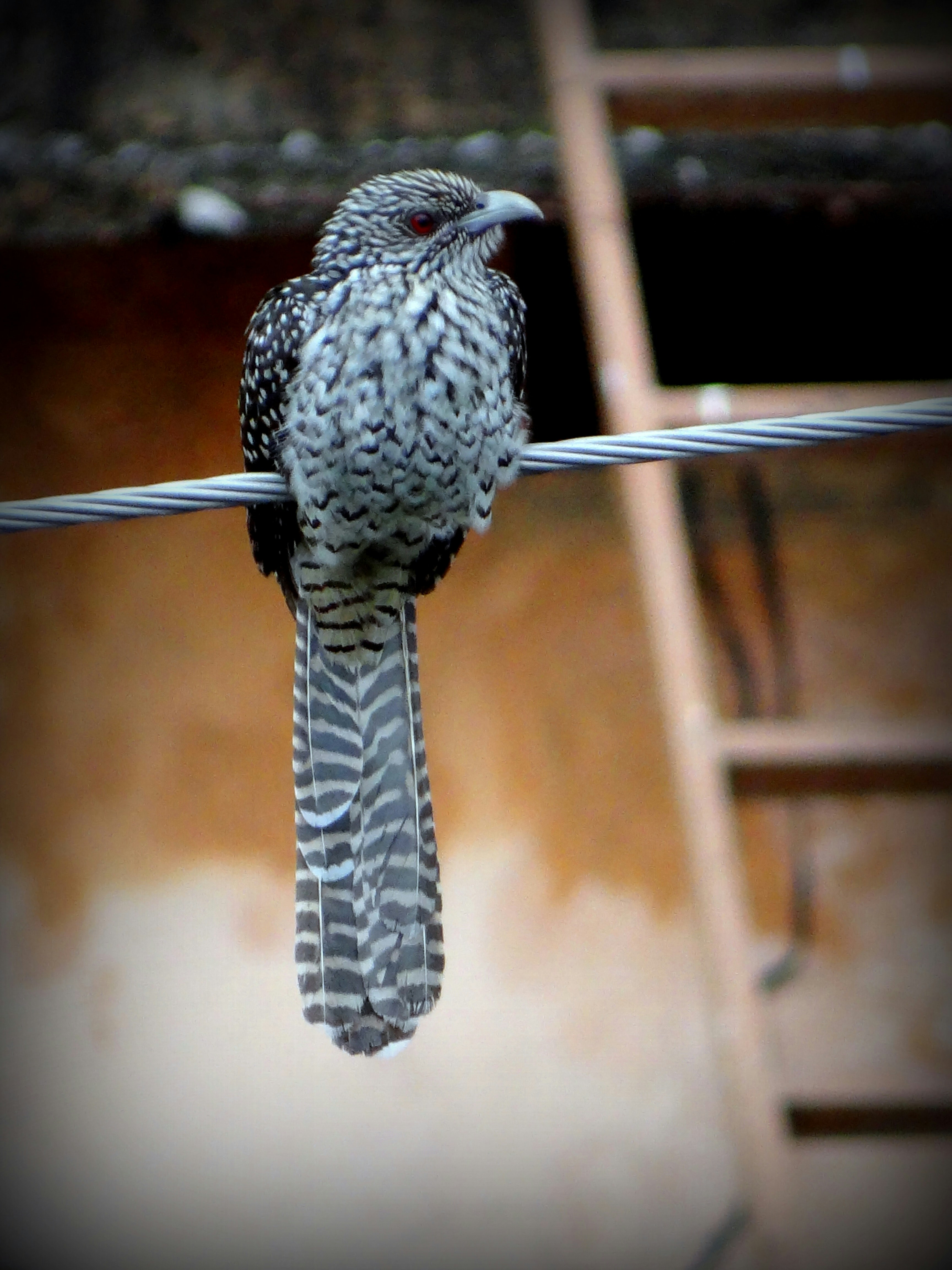 fotografia de close-up de pássaro branco e preto